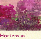 Série Hortensias