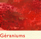 Série Géraniums